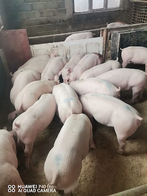 Porci purcei 45-50 de kg rasă de carne - imagine 3