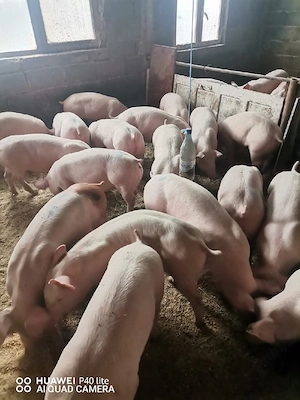 Porci purcei 45-50 de kg rasă de carne - imagine 4