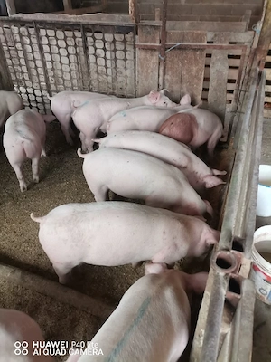 Porci purcei 45-50 de kg rasă de carne - imagine 5