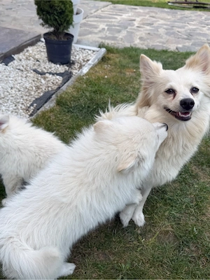Pomeranian Spitz - imagine 4