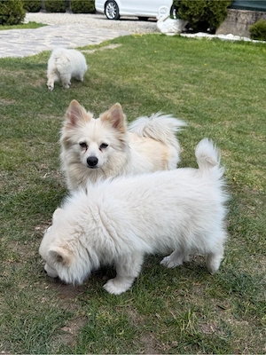 Pomeranian Spitz - imagine 2