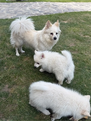 Pomeranian Spitz - imagine 5