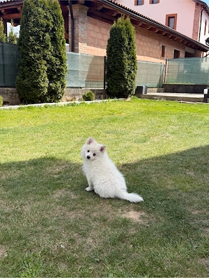 Pomeranian Spitz - imagine 3