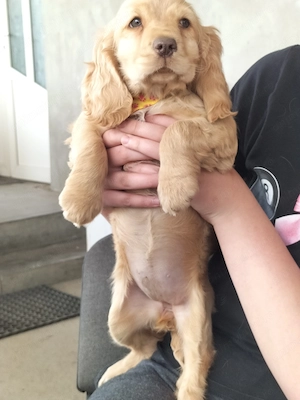 Vând cocker spaniel fetita - imagine 4