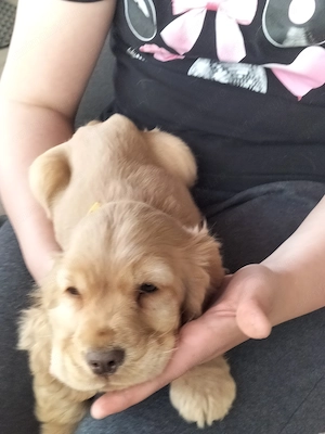 Vând cocker spaniel fetita - imagine 2