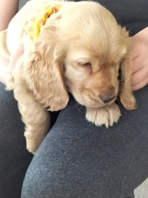 Vând cocker spaniel fetita - imagine 3