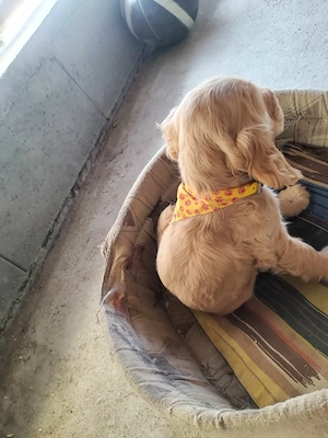 Vând cocker spaniel fetita