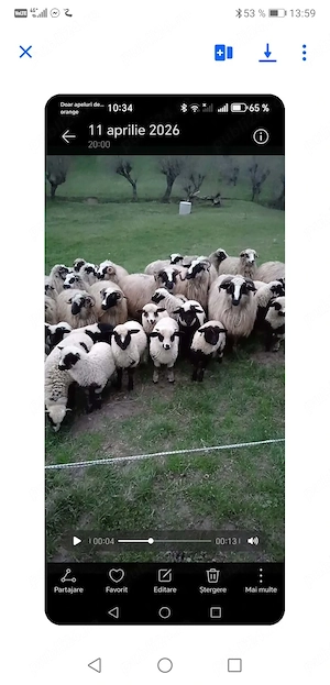 Vând 10 oi și 10 miei 