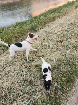 Jack Russel Terrier  - imagine 2