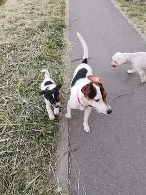 Jack Russel Terrier  - imagine 3