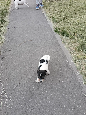Jack Russel Terrier 