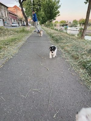 Jack Russel Terrier  - imagine 4