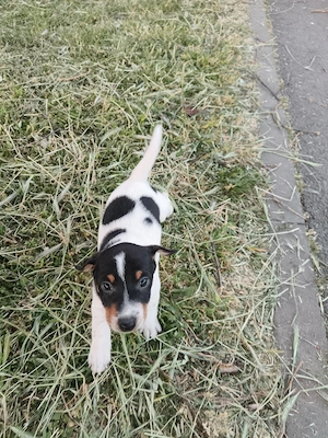 Jack Russel Terrier  - imagine 5