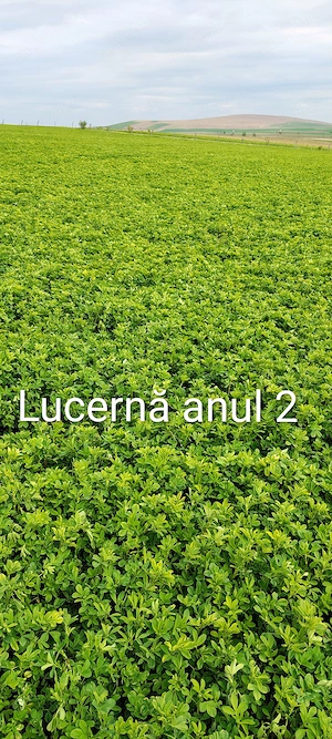 Lucernă 16 HA in arendă