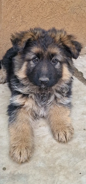 Pui Ciobanesc German 