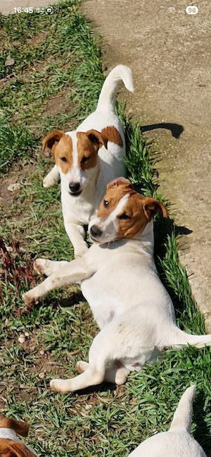 Jack Russell Terrier - imagine 2