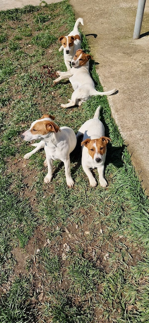 Jack Russell Terrier - imagine 3