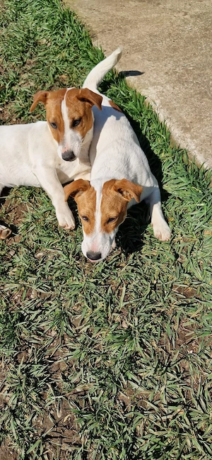 Jack Russell Terrier - imagine 5