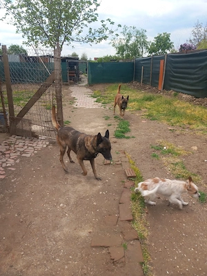 Cobanesc Belgia malinois - imagine 4