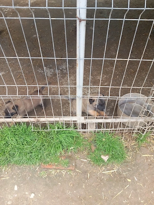Cobanesc Belgia malinois