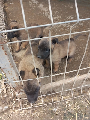 Cobanesc Belgia malinois - imagine 2