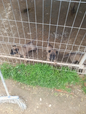 Cobanesc Belgia malinois - imagine 3