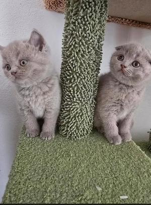 Pisici bristish shorthaire și scotish fold 