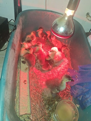 Boboci de gâscă și de rață