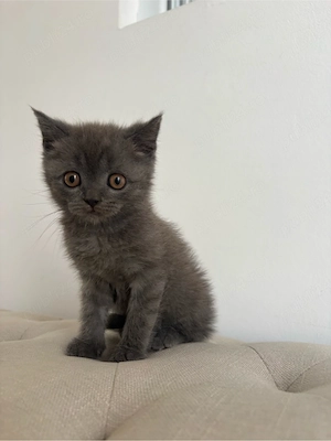 Pui pisica britsh shorthair