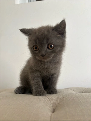Pui pisica britsh shorthair - imagine 4
