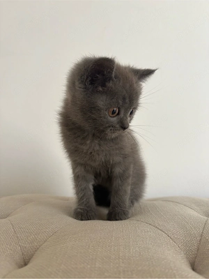 Pui pisica britsh shorthair - imagine 3