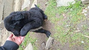 Disponibila pentru adopție!  - imagine 3