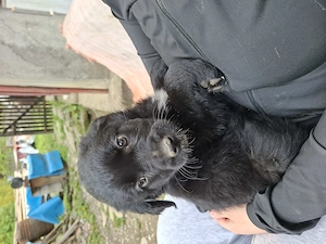 Disponibila pentru adopție!  - imagine 2