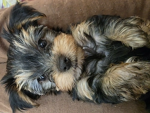 De vânzare yorkshire terrier
