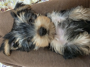 De vânzare yorkshire terrier - imagine 2