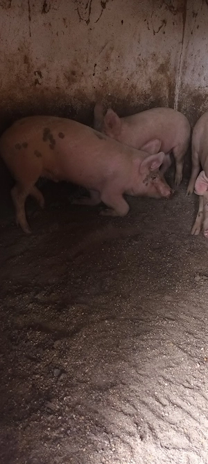 porci de vânzare 
