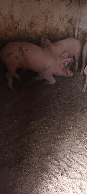 porci de vânzare  - imagine 2