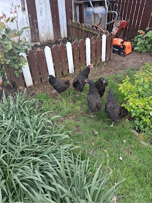 Gaini rasa: Matase japoneza, Cochinchina pitic, Araucana - imagine 3
