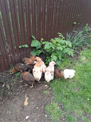 Gaini rasa: Matase japoneza, Cochinchina pitic, Araucana