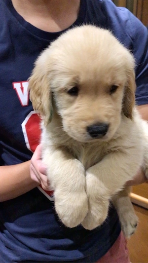 Labrador Retriver