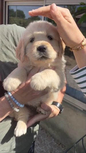 Golden Retriver 