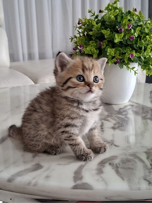 British Shorthair  - imagine 2