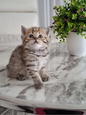 British Shorthair  - imagine 3
