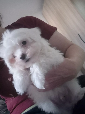 Vand pui bichon maltez 