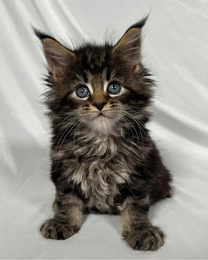 Maine Coon 