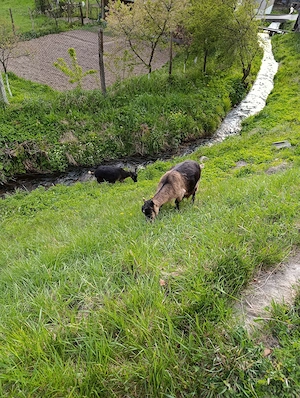 Vând 2 ieduțe gestante 