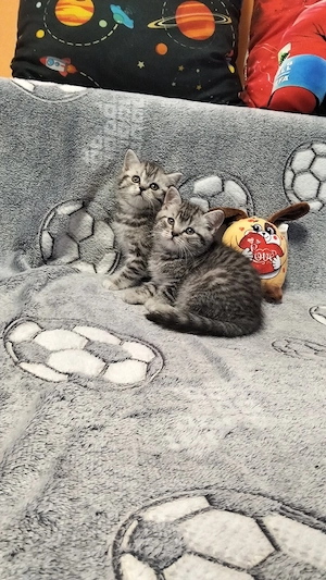 British Shorthair Silver Tabby 