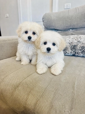 bichon maltese 