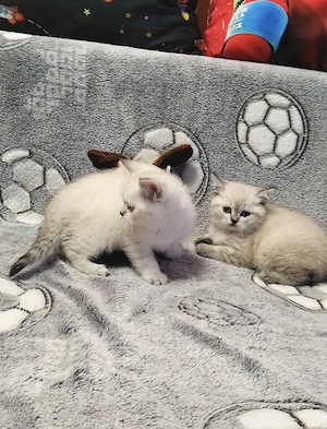 British Shorthair White Tabby  - imagine 5