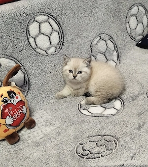 British Shorthair White Tabby  - imagine 2